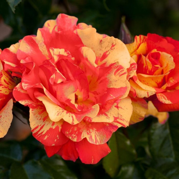 SORBET® FRUITE® Meihestries SORBET® FRUITE® Meihestries